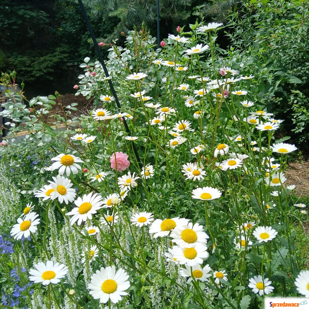 Kózka i koziołki z gospodarstwa...