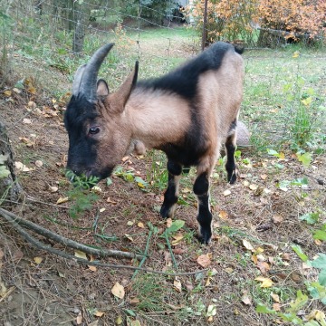 Kózka i koziołki z gospodarstwa ekologicznego. - Zwierzęta inne - Brodnica - zdjęcie 10