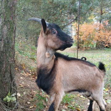 Kózka i koziołki z gospodarstwa ekologicznego. - Zwierzęta inne - Brodnica - zdjęcie 12