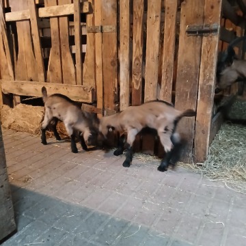 Kózka i koziołki z gospodarstwa ekologicznego. - Zwierzęta inne - Brodnica - zdjęcie 6