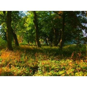 Działka inwestycyjna na sprzedaż, 70000m², łasin Koszaliński