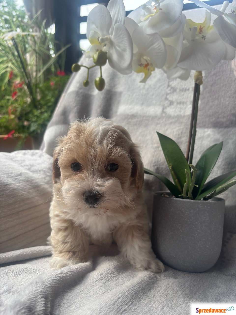 Maltipoo sunia F1