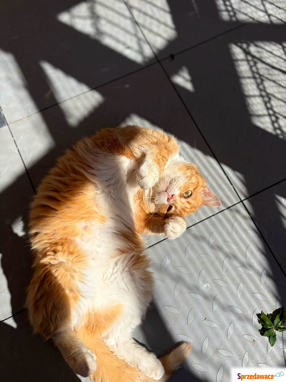 Garfield - mądry, ułożony kotek...