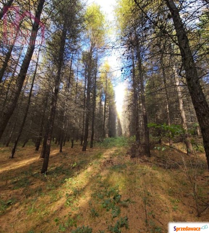 Las 15,43 ha na sprzedaż – wyj...