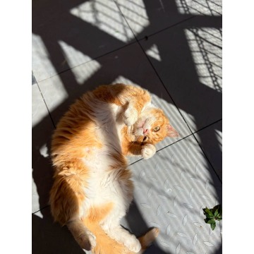 Garfield - mądry, ułożony kotek szuka domu! - Koty - sprzedam, oddam - Warszawa - zdjęcie 1