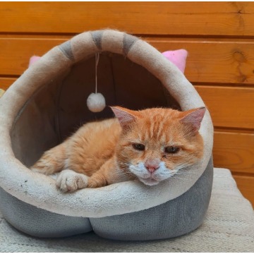 Garfield - mądry, ułożony kotek szuka domu! - Koty - sprzedam, oddam - Warszawa - zdjęcie 2
