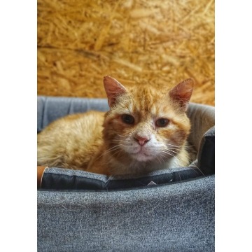 Garfield - mądry, ułożony kotek szuka domu! - Koty - sprzedam, oddam - Warszawa - zdjęcie 3