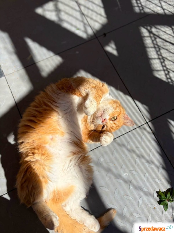Garfield - mądry, ułożony kotek szuka domu! - Koty - sprzedam, oddam - Warszawa