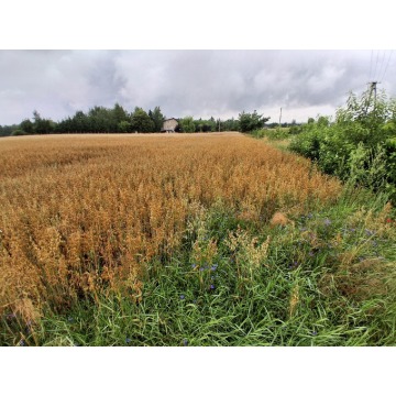 Działka rolna Grońsko sprzedam, pow. 11 040 m2  (1.1ha), uzbrojona - zdjęcie 2
