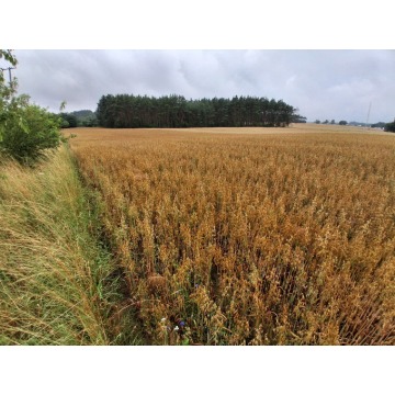 Działka rolna Grońsko sprzedam, pow. 11 040 m2  (1.1ha), uzbrojona - zdjęcie 4