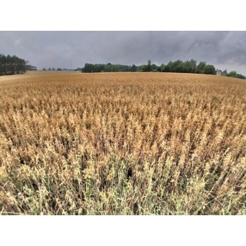 Działka rolna Grońsko sprzedam, pow. 11 040 m2  (1.1ha), uzbrojona - zdjęcie 5