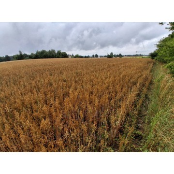 Działka rolna Grońsko sprzedam, pow. 11 040 m2  (1.1ha), uzbrojona - zdjęcie 6