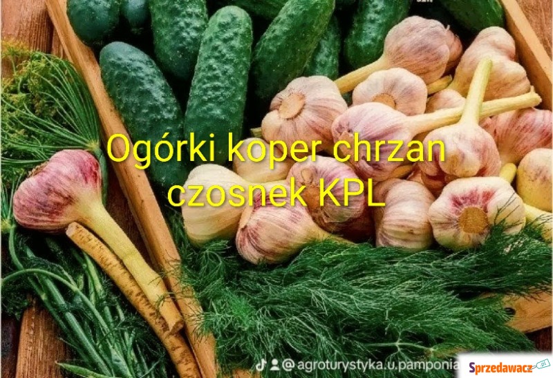 Ogórki gruntowe plus koper chrzan...