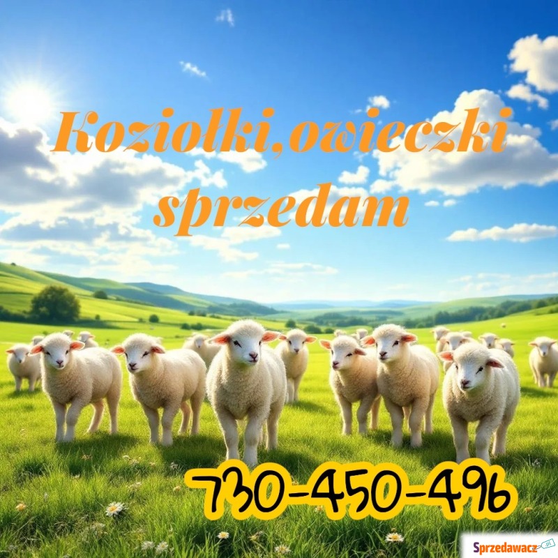 Kozy koziołki owce jagnięta mo...