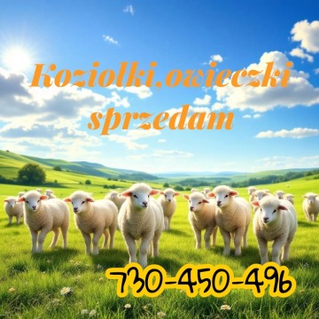 Kozy koziołki owce jagnięta możliwość transportu 730-450-496