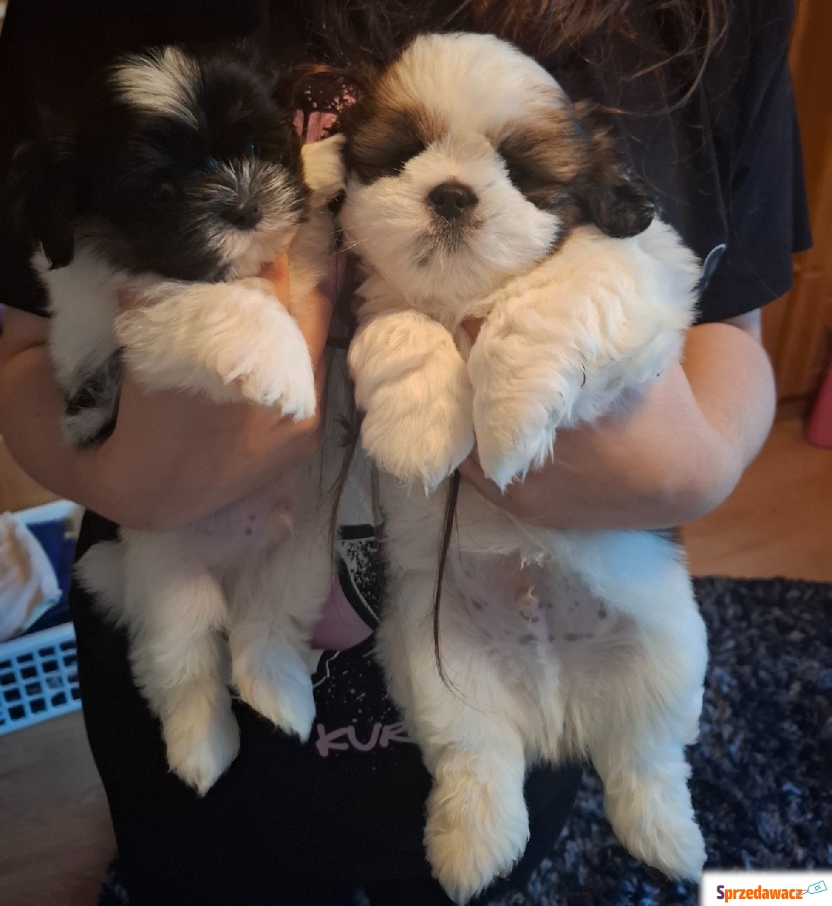 Urocze pieski Shih tzu