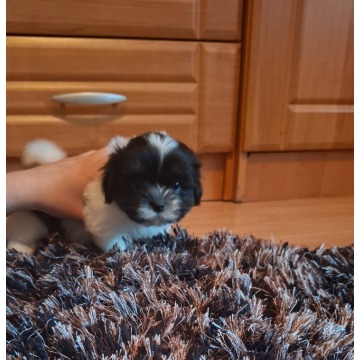 Urocze pieski Shih tzu - Psy - sprzedam, oddam - Łeknica - zdjęcie 2