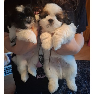 Urocze pieski Shih tzu - Psy - sprzedam, oddam - Łeknica - zdjęcie 1