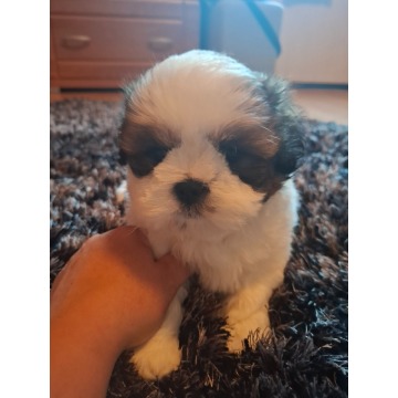 Urocze pieski Shih tzu - Psy - sprzedam, oddam - Łeknica - zdjęcie 3