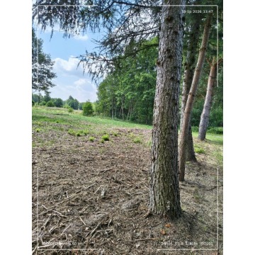 Działka budowlana Antoniew sprzedam, pow. 3200 m2  (32a) - zdjęcie 3