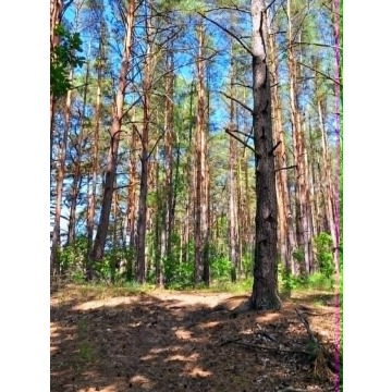 Sprzedam dom Człopa - ,  pow.  109 m2,  działka:   564 m2 - zdjęcie 3