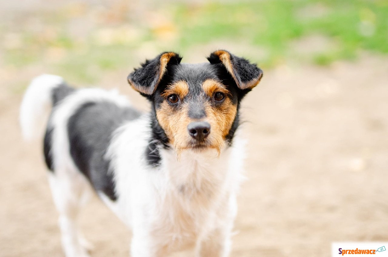 Żuczek - niewielki mix terrierka...
