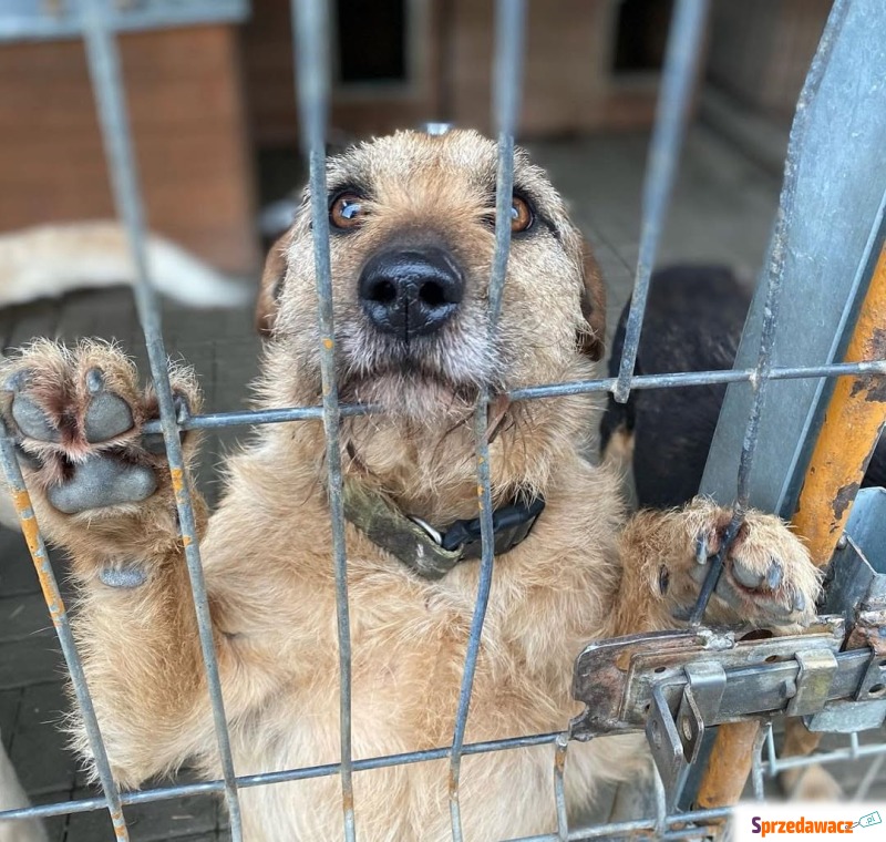 Fuks - wesoły, młody terrier mix...