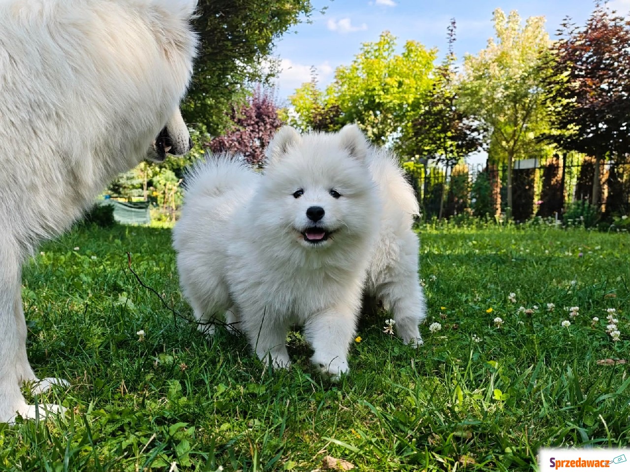 Samoyed szczenięta szukają nowego...