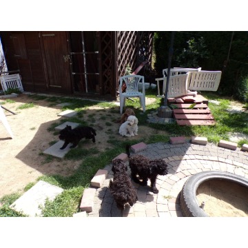 Cockapoo F1b, szczenięta, tata pudel biało/ c... - Psy - sprzedam, oddam - Świdnik - zdjęcie 3
