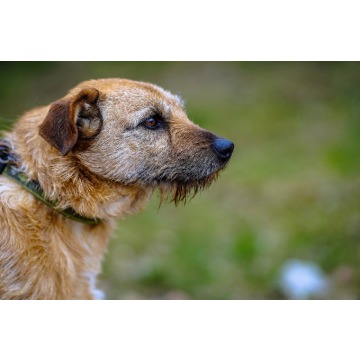 Fuks - wesoły, młody terrier mix szuka domu! - Psy - sprzedam, oddam - Gdańsk - zdjęcie 4