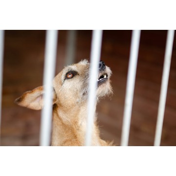 Fuks - wesoły, młody terrier mix szuka domu! - Psy - sprzedam, oddam - Gdańsk - zdjęcie 5