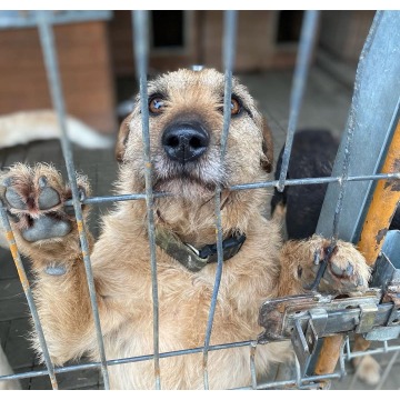Fuks - wesoły, młody terrier mix szuka domu! - Psy - sprzedam, oddam - Gdańsk - zdjęcie 1