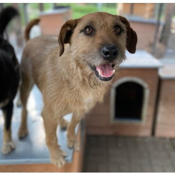Fuks - wesoły, młody terrier mix szuka domu! - Psy - sprzedam, oddam - Gdańsk - zdjęcie 2
