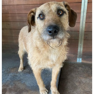 Fuks - wesoły, młody terrier mix szuka domu! - Psy - sprzedam, oddam - Gdańsk - zdjęcie 3