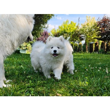 Samoyed szczenięta szukają nowego opiekuna