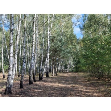 Działka rekreacyjna na sprzedaż, 6800m², Michałówek
