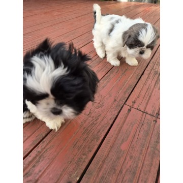 Szczenięta Shih-Tzu