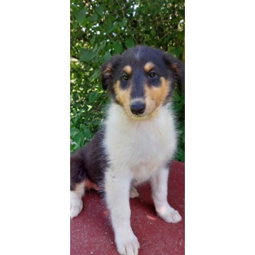 Owczarek szkocki, collie, lassie