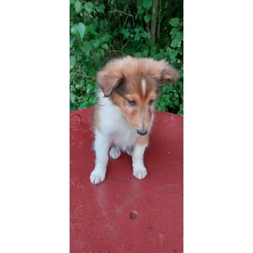 Owczarek szkocki, collie, lassie - Psy - sprzedam, oddam - Gorlice - zdjęcie 2