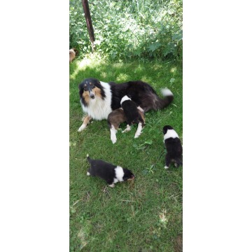Owczarek szkocki, collie, lassie - Psy - sprzedam, oddam - Gorlice - zdjęcie 4