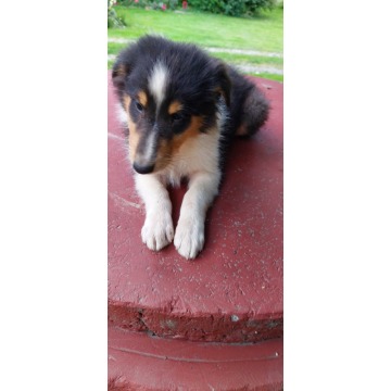 Owczarek szkocki, collie, lassie - Psy - sprzedam, oddam - Gorlice - zdjęcie 3