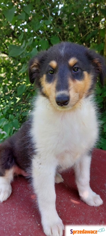 Owczarek szkocki, collie, lassie - Psy - sprzedam, oddam - Gorlice