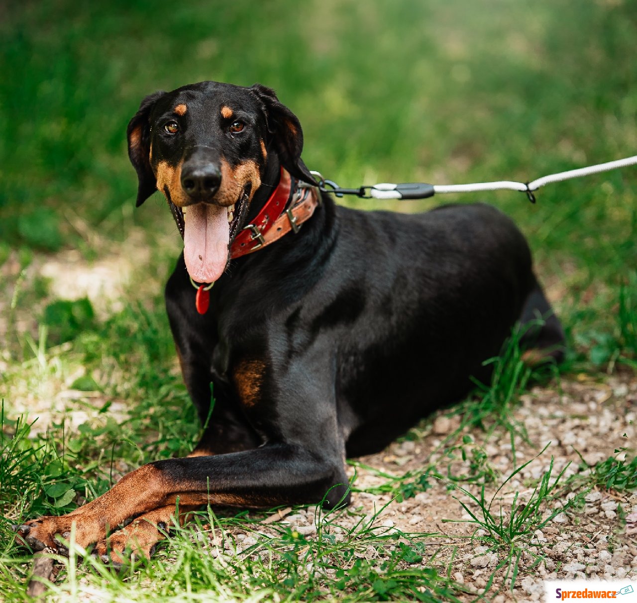 Neon - Pies w typie rasy mix-doberman