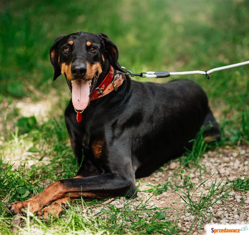 Neon - Pies w typie rasy mix-doberman  - Psy - sprzedam, oddam - Częstochowa