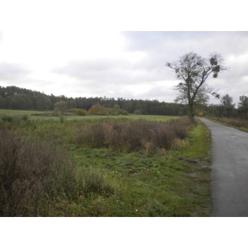 Działka rolna Piła wydzierżawię, pow. 95 000 m2  (9.5ha) - zdjęcie 2