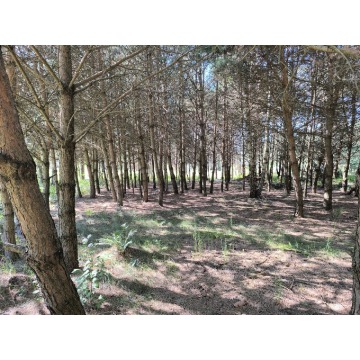 Działka rolna Bocheniec sprzedam, pow. 3600 m2  (36a) - zdjęcie 2