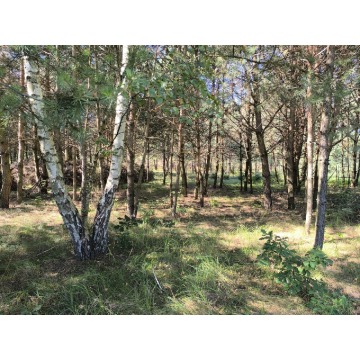 Działka rolna Bocheniec sprzedam, pow. 3600 m2  (36a) - zdjęcie 3