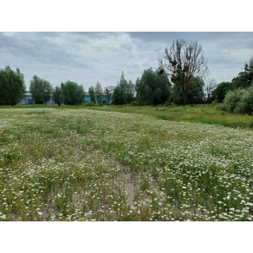 Działka przemysłowa Malbork sprzedam, pow. 3000 m2  (30a) - zdjęcie 4