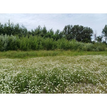 Działka przemysłowa Malbork sprzedam, pow. 3000 m2  (30a) - zdjęcie 3