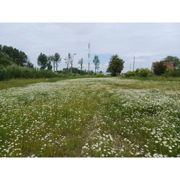 Działka przemysłowa Malbork sprzedam, pow. 3000 m2  (30a) - zdjęcie 2